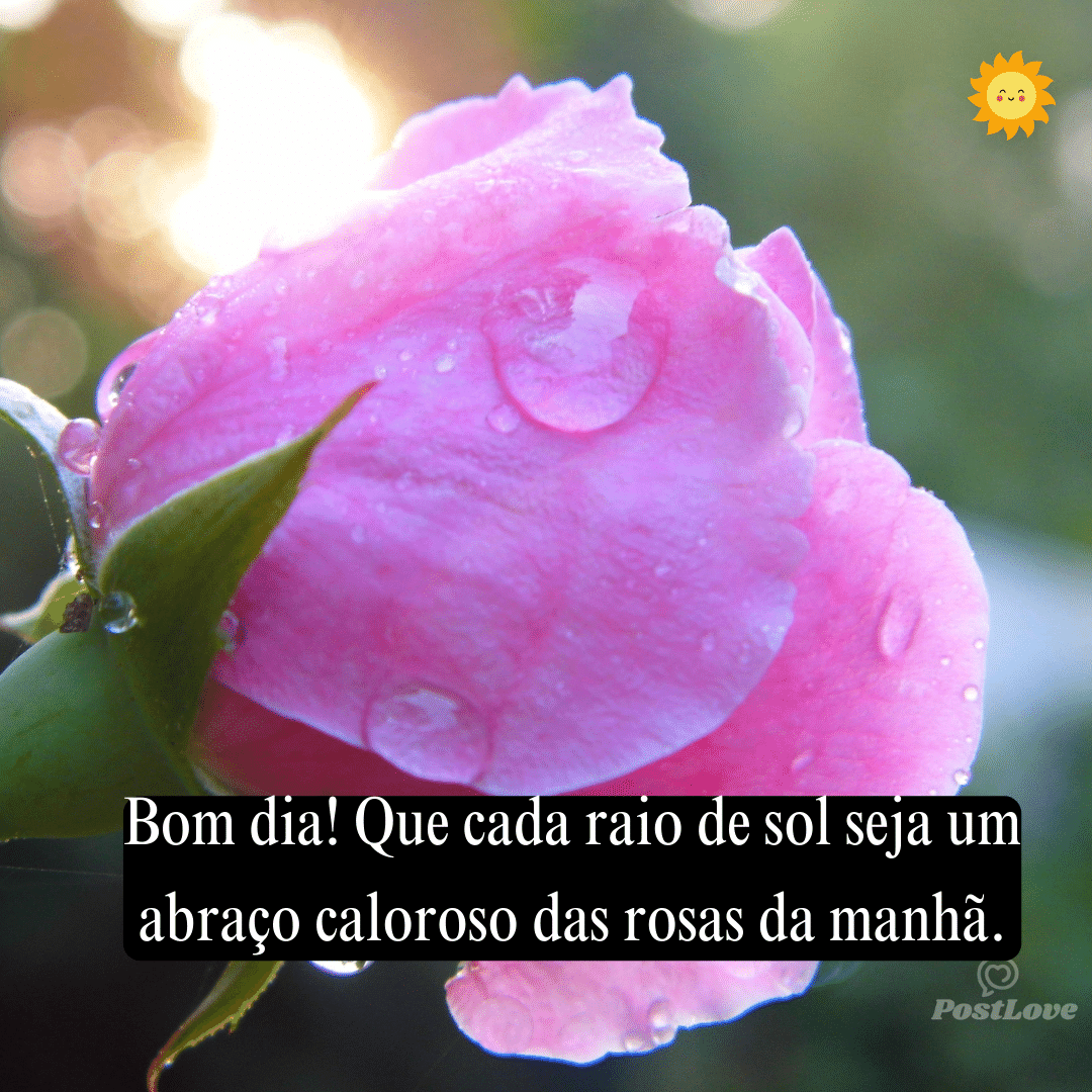 Bom dia! Que cada raio de sol seja um abraço caloroso das rosas da manhã.