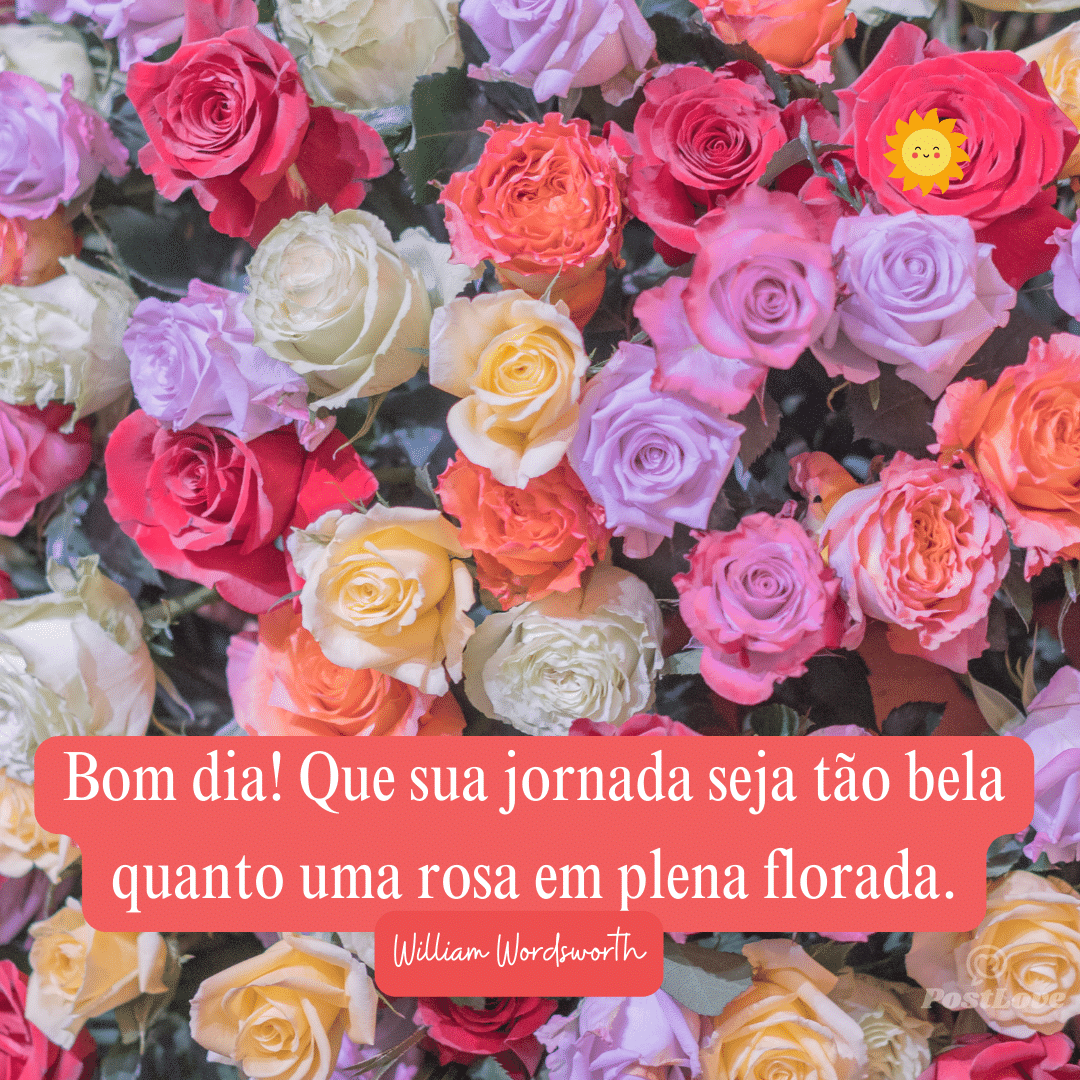 Bom dia! Que sua jornada seja tão bela quanto uma rosa em plena florada.