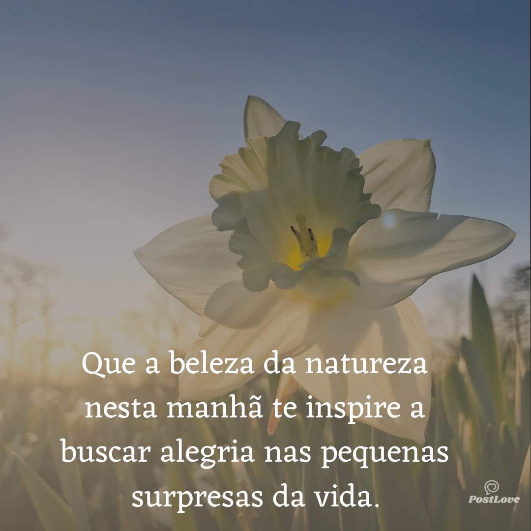 Que a beleza da natureza nesta manhã te inspire a buscar alegria nas pequenas surpresas da vida.