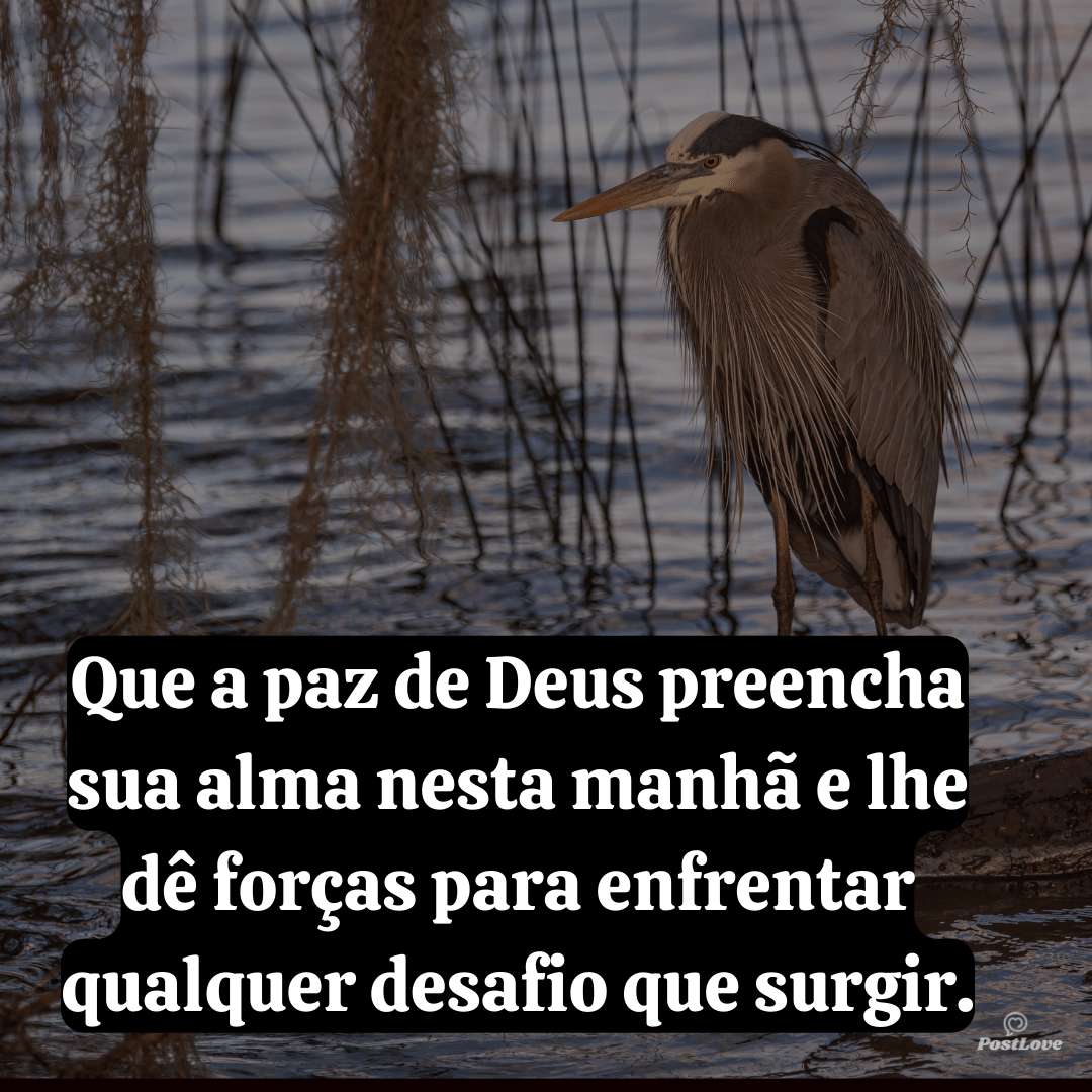 Que a paz de Deus preencha sua alma nesta manhã e lhe dê forças para enfrentar qualquer desafio que surgir.