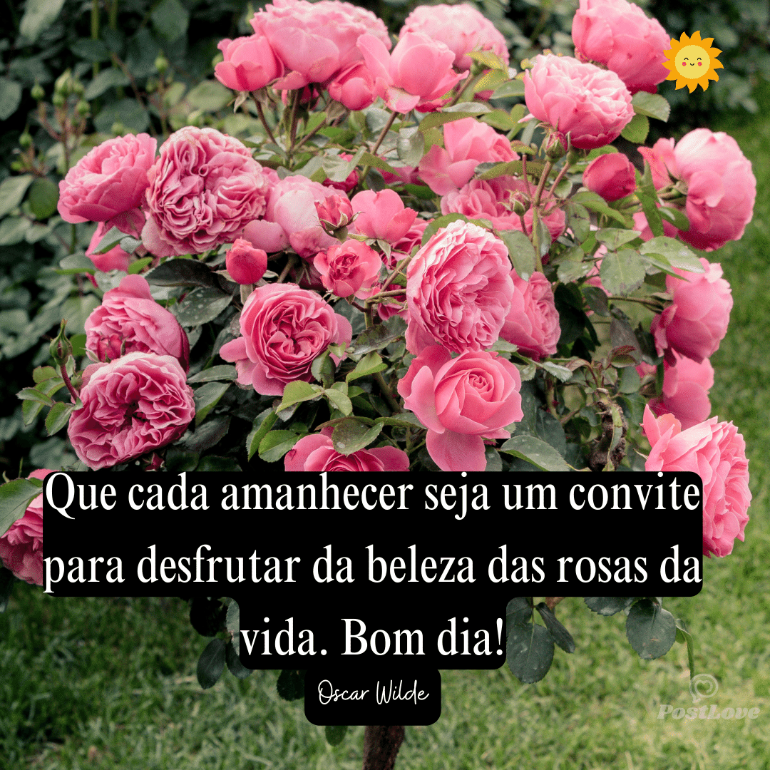 Que cada amanhecer seja um convite para desfrutar da beleza das rosas da vida. Bom dia!