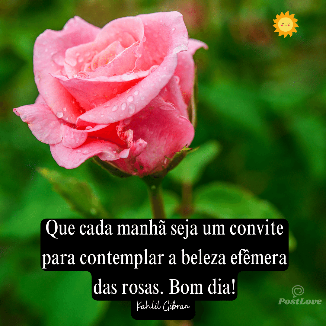 Que cada manhã seja um convite para contemplar a beleza efêmera das rosas. Bom dia!