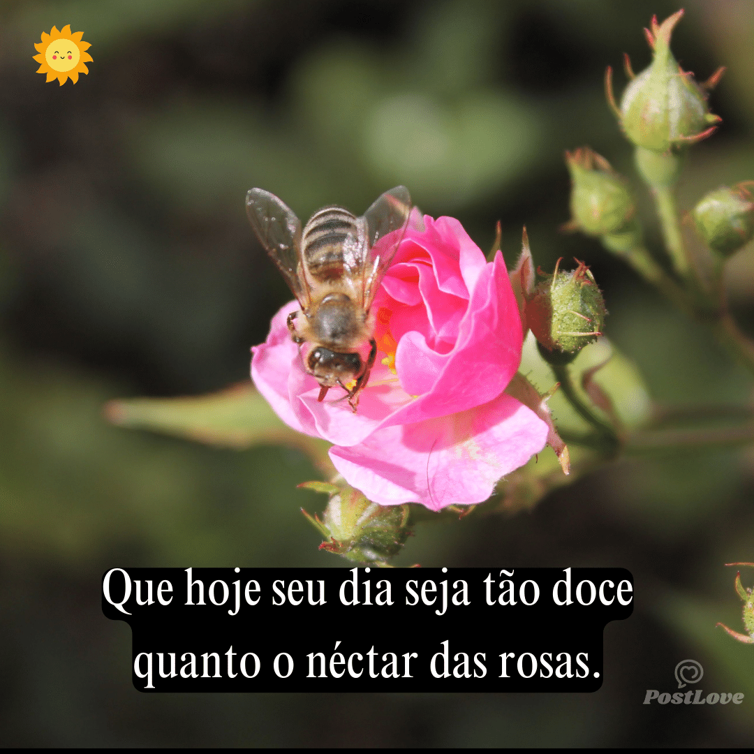 Que hoje seu dia seja tão doce quanto o néctar das rosas.