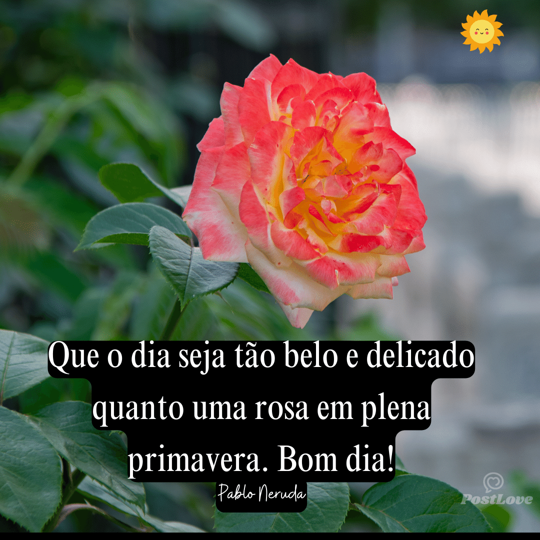 Que o dia seja tão belo e delicado quanto uma rosa em plena primavera. Bom dia!