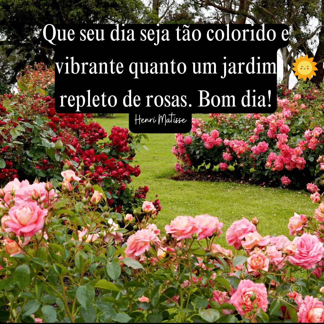 Que seu dia seja tão colorido e vibrante quanto um jardim repleto de rosas. Bom dia!