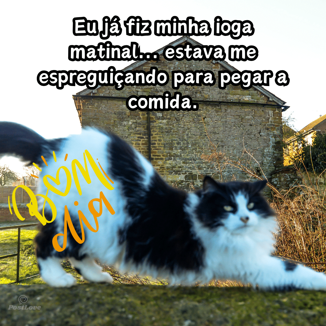 Eu já fiz minha ioga matinal… estava me espreguiçando para pegar a comida.