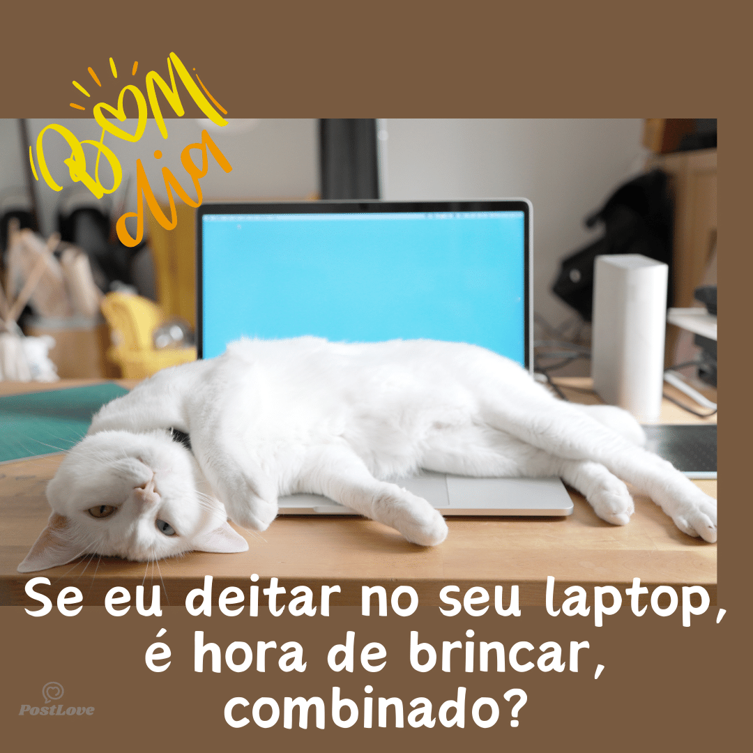 “Se eu sentar no seu laptop, é hora de brincar, combinado?”