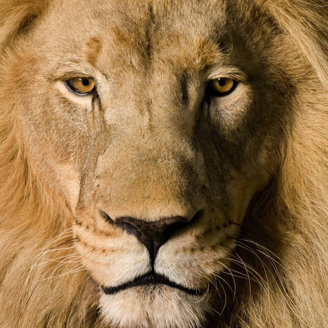 motivacaofrases-que-inspiram-coragem-e-bravura