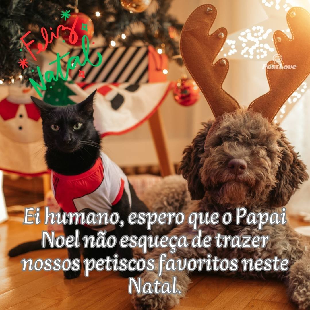 Ei humano, espero que o Papai Noel não esqueça de trazer meus petiscos favoritos neste Natal.