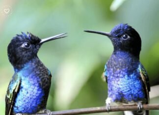 32 Frases mais inspiradoras de Rumi para reflexão, amor e autoconhecimento